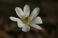 Jeffersonia diphylla