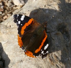 Vanessa atalanta