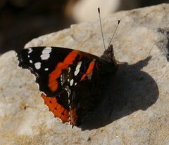 Vanessa atalanta