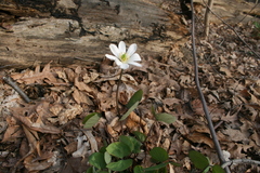 Jeffersonia diphylla