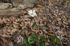 Jeffersonia diphylla