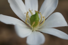 Jeffersonia diphylla