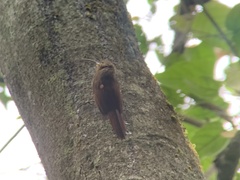 Campylorhamphus pusillus