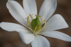 Jeffersonia diphylla