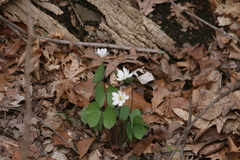 Jeffersonia diphylla