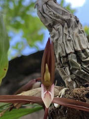 Catasetum