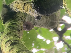 Campylorhamphus pusillus