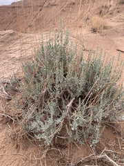 Artemisia bigelovii