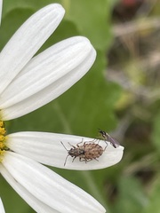 Nithecus jacobaeae
