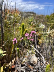 Erica corifolia