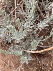 Artemisia bigelovii