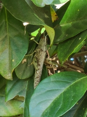 Schistocerca rubiginosa