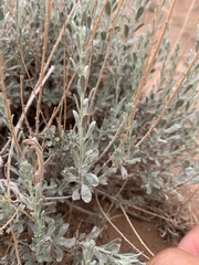 Artemisia bigelovii