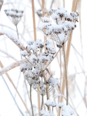 Achillea millefolium borealis