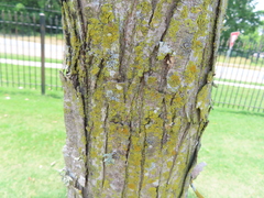 Xanthomendoza weberi