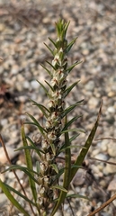 Plantago aristata