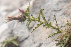 Cirsium turneri
