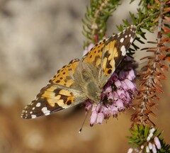 Vanessa cardui