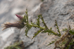 Cirsium turneri