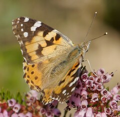 Vanessa cardui