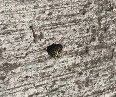 Calligrapha mexicana