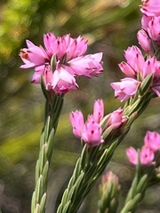 Erica corifolia