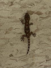 Hemidactylus mabouia