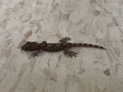 Hemidactylus mabouia