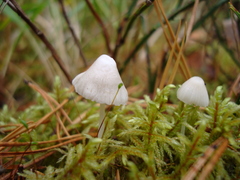 Mycenaceae