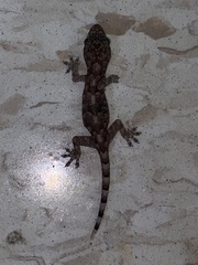 Hemidactylus mabouia