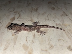 Hemidactylus mabouia