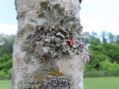 Parmotrema perforatum