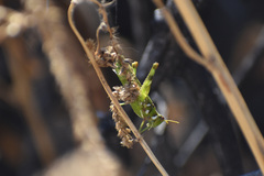 Bootettix argentatus