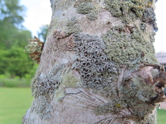 Phaeophyscia ciliata