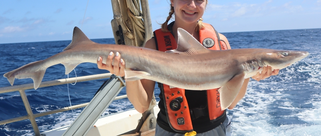 Gulf Smoothhound