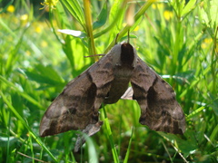 Smerinthus ocellata