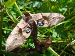 Smerinthus ocellata