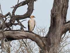 Aquila spilogaster