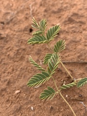 Hoffmannseggia repens