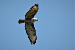 Buteo trizonatus