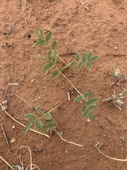 Hoffmannseggia repens