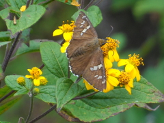 Apyrrothrix araxes arizonae