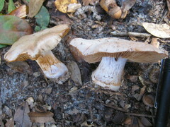 Cortinarius albidus