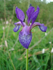 Iris sibirica