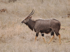 Tragelaphus angasii