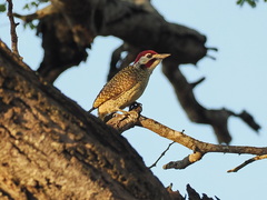 Campethera bennettii
