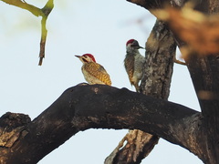 Campethera bennettii