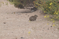 Microcavia australis