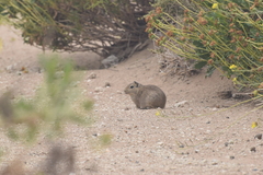 Microcavia australis