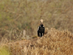 Eupodotis ruficrista